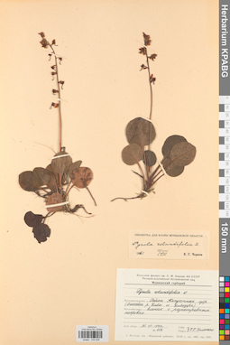 KPABG034028