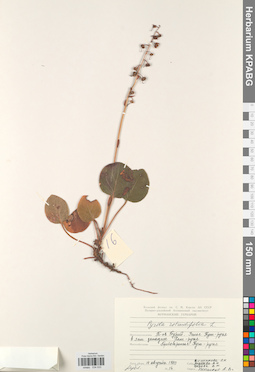 KPABG034033