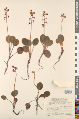 KPABG034035