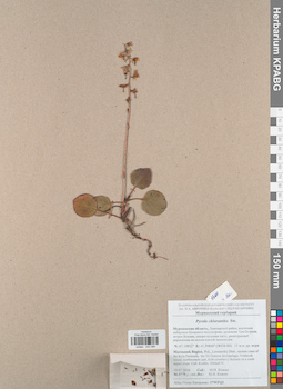 KPABG043088