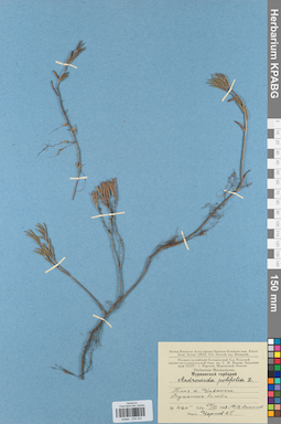 KPABG034423