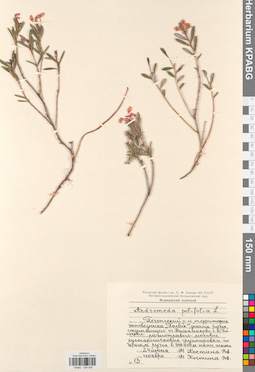 KPABG034424