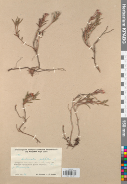 KPABG034437
