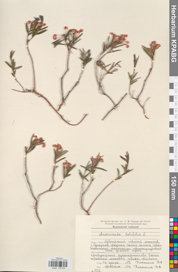 KPABG034439