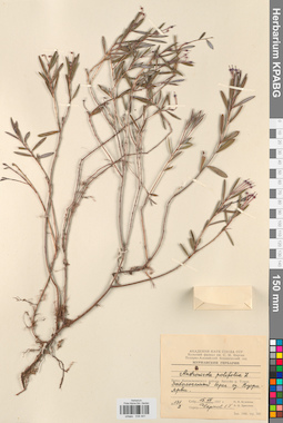 KPABG034441