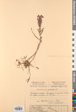KPABG034464