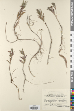 KPABG034465