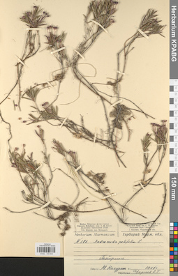 KPABG034503