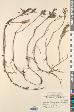 KPABG034506