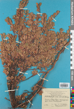 KPABG034601
