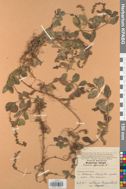 KPABG036982