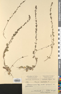KPABG037006