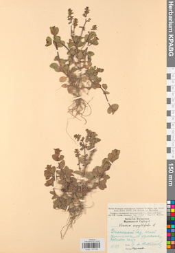 KPABG037022