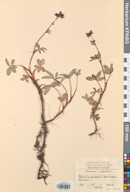 KPABG027949