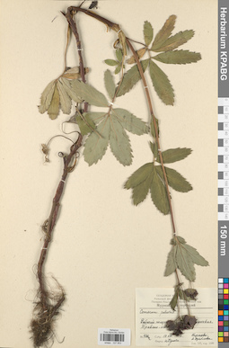 KPABG027953