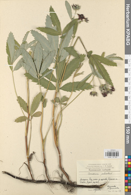 KPABG027965
