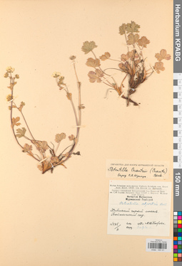 KPABG028121