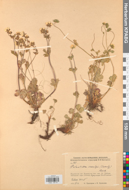 KPABG028143