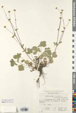 KPABG028190