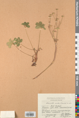 KPABG028194