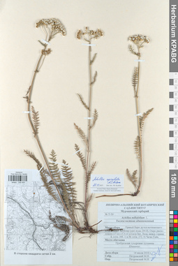 KPABG048604