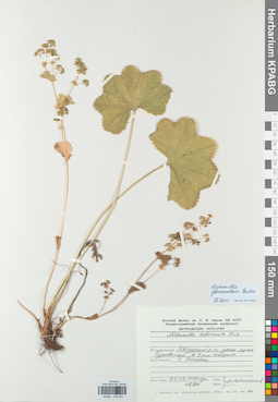 KPABG029223